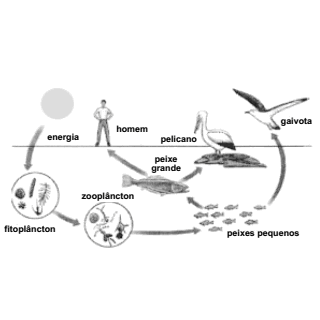 esquema das relações dos ecossistemas aquáticos e os ecossistemas terrestres