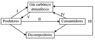 esquema do ciclo do carbono