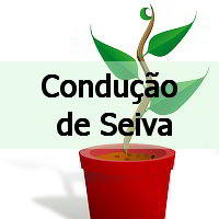 condução de seiva, Transpiração e Estômatos atividades respondidas