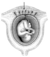 embrião humano desenvolvido
