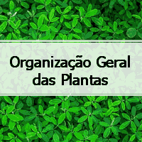 atividades respondidas de botânica sobre Organização Geral das Plantas