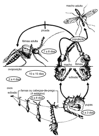 ciclo de vida do transmissor da dengue