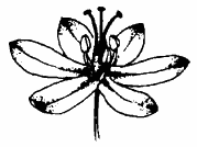 flor hermafrodita de monocotiledônea