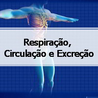 simulado com respostas de fisiologia sobre Respiração, Circulação e Excreção