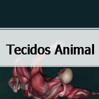 questões de fisiologia e histologia sobre Tecidos Animais