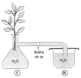 esquema potômetro usado para verificar a transpiração de uma planta