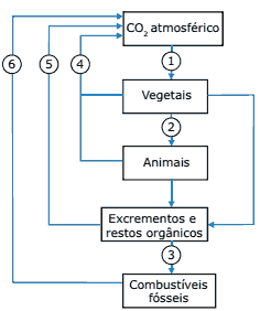 esquema do ciclo do carbono na biosfera
