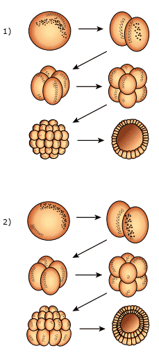 segmentação de dois tipos de ovos embriologia