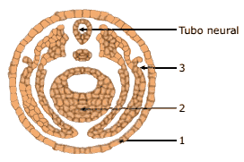 orte transversal de um animal mostrando os três folhetos embrionários básicos