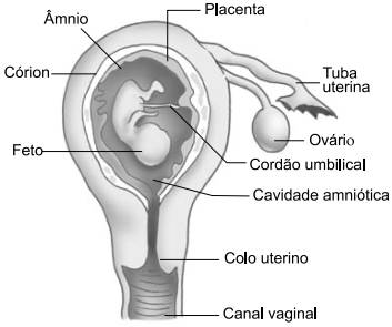 esquema das funções da placenta humana