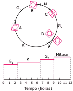 ciclo celular em tempo de duração das etapas