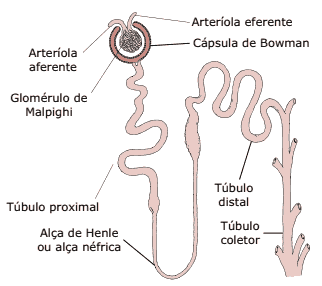 esquema das partes componentes de um néfron humano