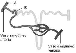 esquema anatomico de um néfron