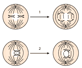 esquemas dos estágios funcionais de uma célula em divisão