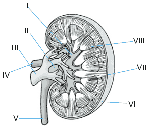 Anatomia de um rim e suas estruturas