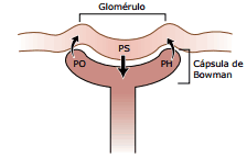 esquema da filtração glomerular