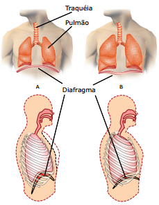 esquema movimentos respiratórios humanos