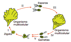 ciclo de vida da alga Ulva