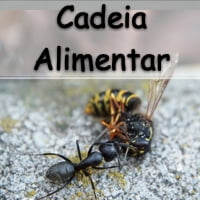 exercícios com gabarito sobre que é Cadeia alimentar para alunos e professores de ecologia