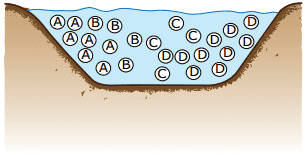 ecossistema completo de uma lagoa