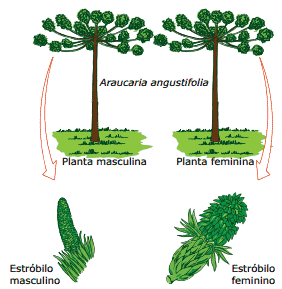 esporófitos e estróbilos de araucaria