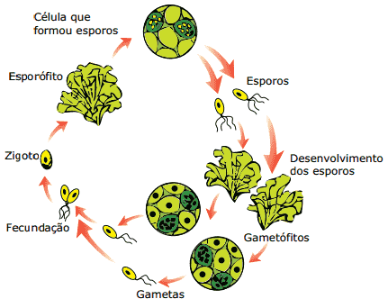 esquema do ciclo de vida alternante de uma alga