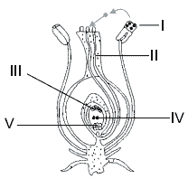 estrutura de uma flor exercícios