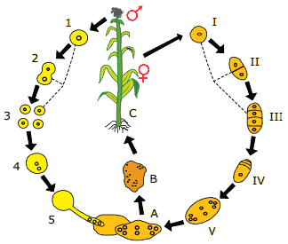 ciclo reprodutivo de um vegetal com 10 cromossomos