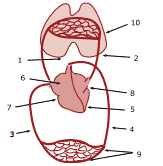 Anatomia do Sistema Cardiovascular simulado para concursos