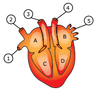 esquema da estrutura interna do coração de um mamífero