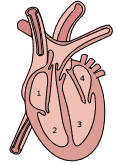 esquema coração de um mamífero