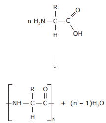 formada pela polimerização de sequências definidas de aminoácidos