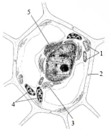 célula vegetal e suas características 