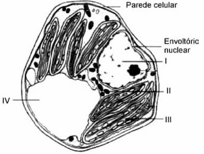 exercícios célula vegetal e organelas