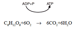 Bioenergética ADP+P ATP