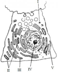 esquema de uma célula com organelas citoplasmaticas