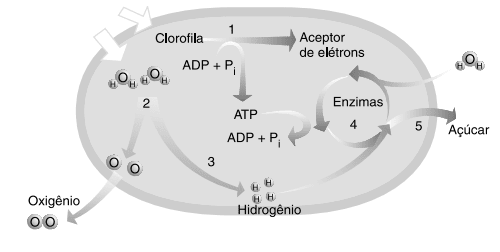 clorofila ciclo ATP