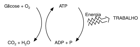 glicose, ATP e trabalho