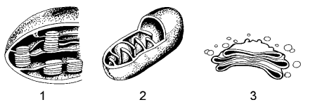 cloroplasto, mitocondria e ribossomo