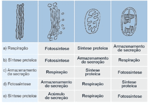 organelas celulares e suas funções