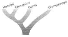filogenética homem, chipanzé, gorila, orangotango