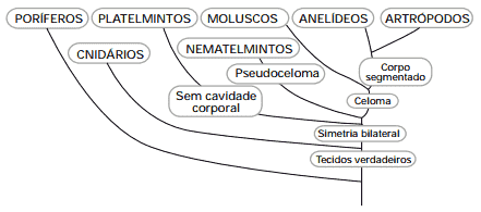 filogenética poríferos, platelmintos, moluscos, anelídeos, artrópodos