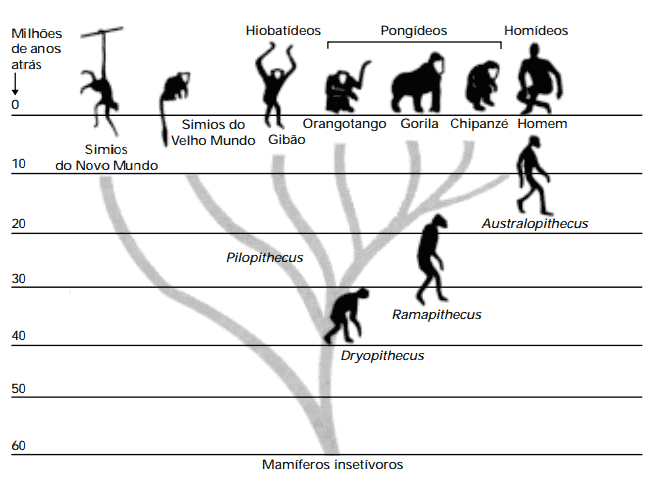 filogenética mamíferos insetívoros