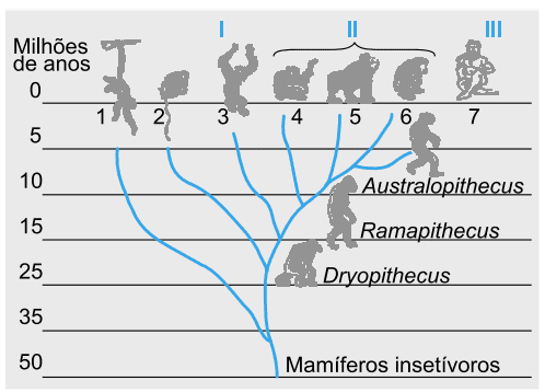 evolução filogenia hominideos