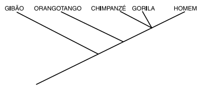 filogenética gibão, orangotango, chipanzé, gorila e homem