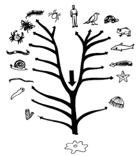 árvore classificação dos animais