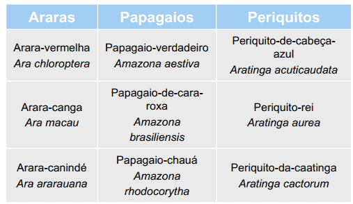 tabela com espécies de araras, papagaios e periquitos