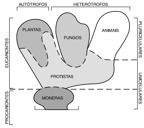 diagrama da classificação dos seres vivos em cinco reinos