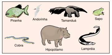desenho piranha, andorinha, tamanduá, sapo, cobra, hipopótamo e lampréia