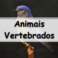 simulado completo sobre as Características dos Animais Vertebrados
